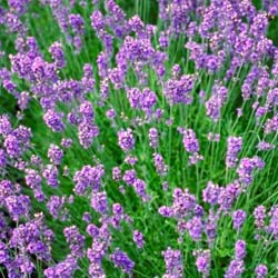 Lavande Rose / Lavandula angustifolia Rosea